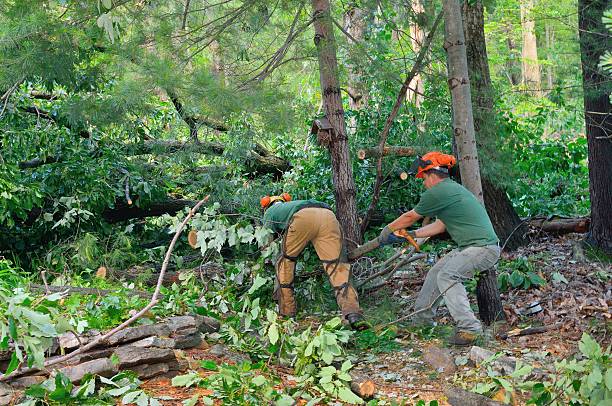 Tree Root Removal in Mountainair, NM